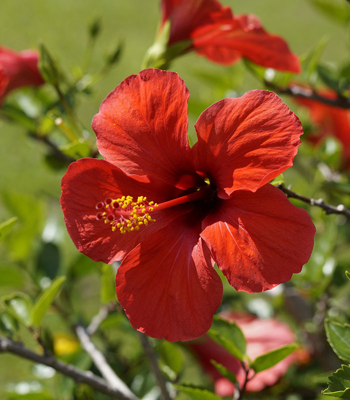 hibiscus pétales biologique