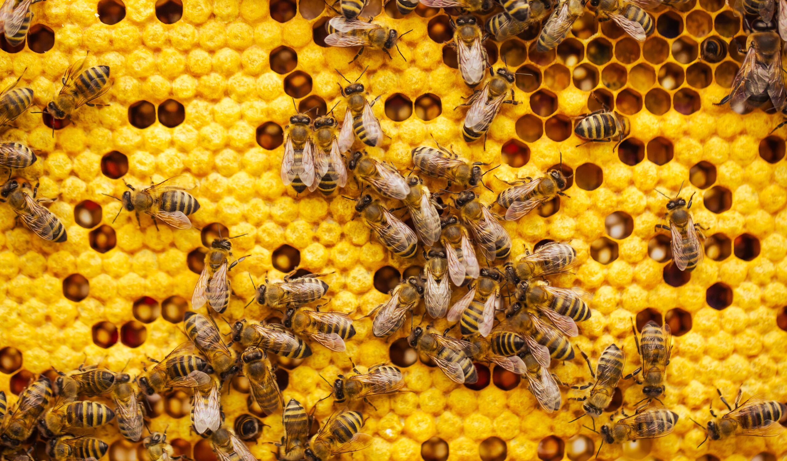 Abeilles : le bon équipement - Gamm vert