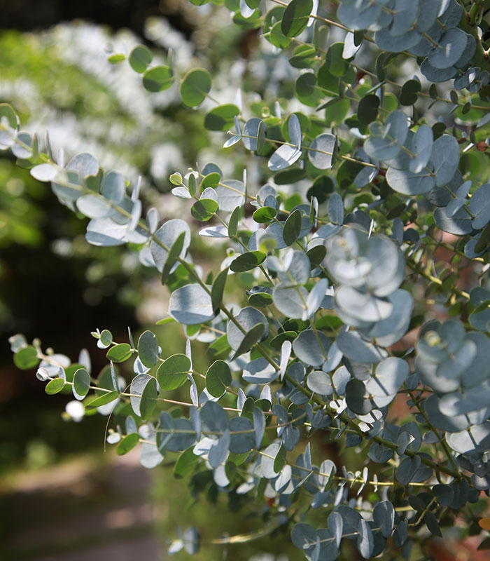 Eucalyptus (feuilles) vendu en vrac dans notre herboristerie en ligne
